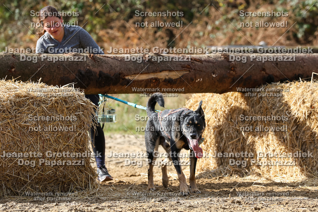 Dog Paparazzi - Strongdog 10-25-5110 | Dog Paparazzi Jeanette Grottendiek Fotografie & Videografie - Realisiert mit Pictrs.com