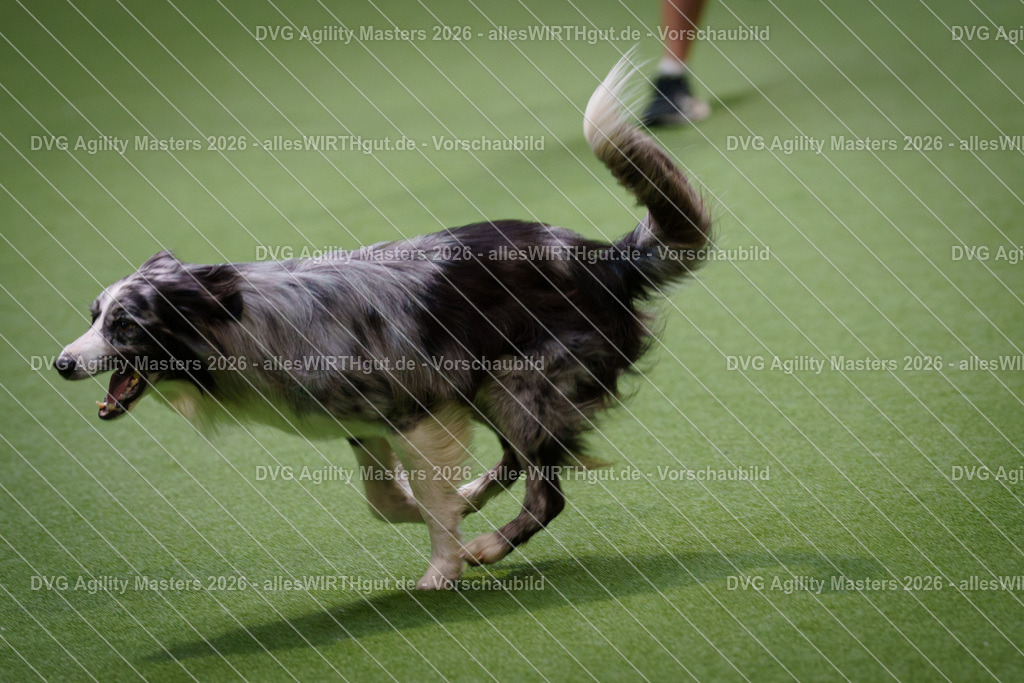 allesWIRTHgut_Tierfotografie-DVG_Agility_Masters_2026-14_50-7R501425 | Professionelle Tierfotografie in Mönchengladbach von Daniel Wirth (allesWIRTHgut). Liebevolle & natürliche Bilder von Hunden & Katzen für unvergessliche Erinnerungen.