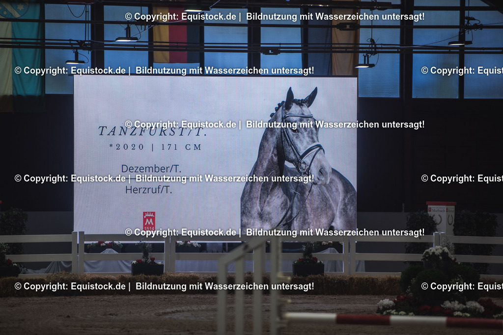 20240302_Hengstvorstellung_Marbach_TOMsPiC_0153 | equistock