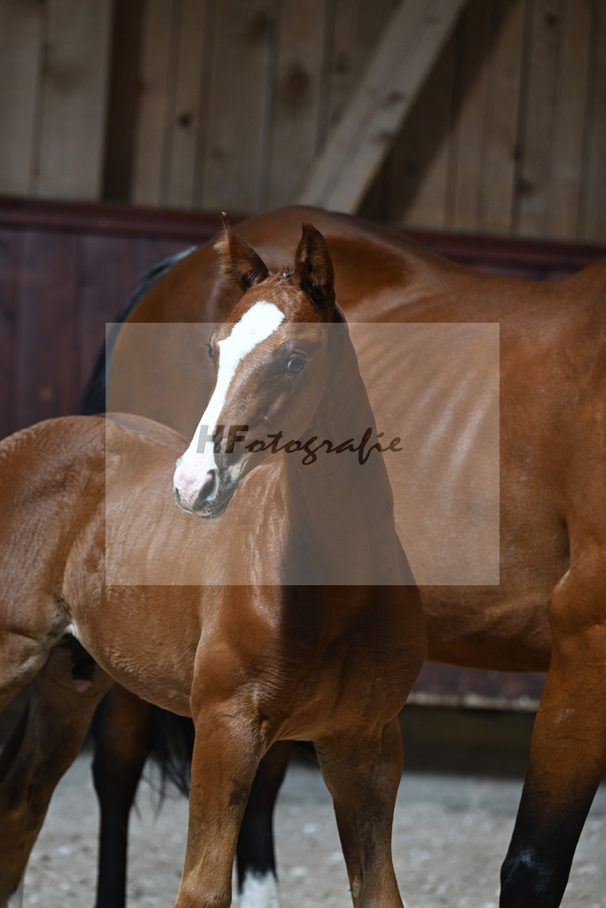 Kat-Nr. 27 HF Von Und Zu x Amazing Spirit_Sepp_32240321 | hf-fotografie - Realisiert mit Pictrs.com