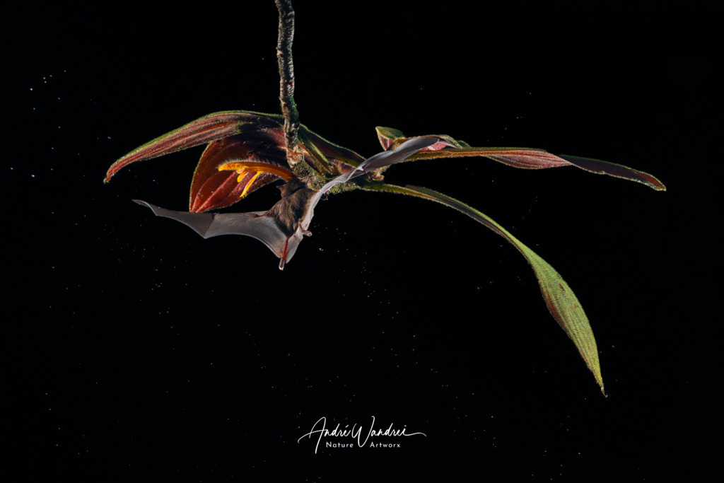 Auf leisen Schwingen | Andre Wandrei - Nature Artworx - Realisiert mit Pictrs.com