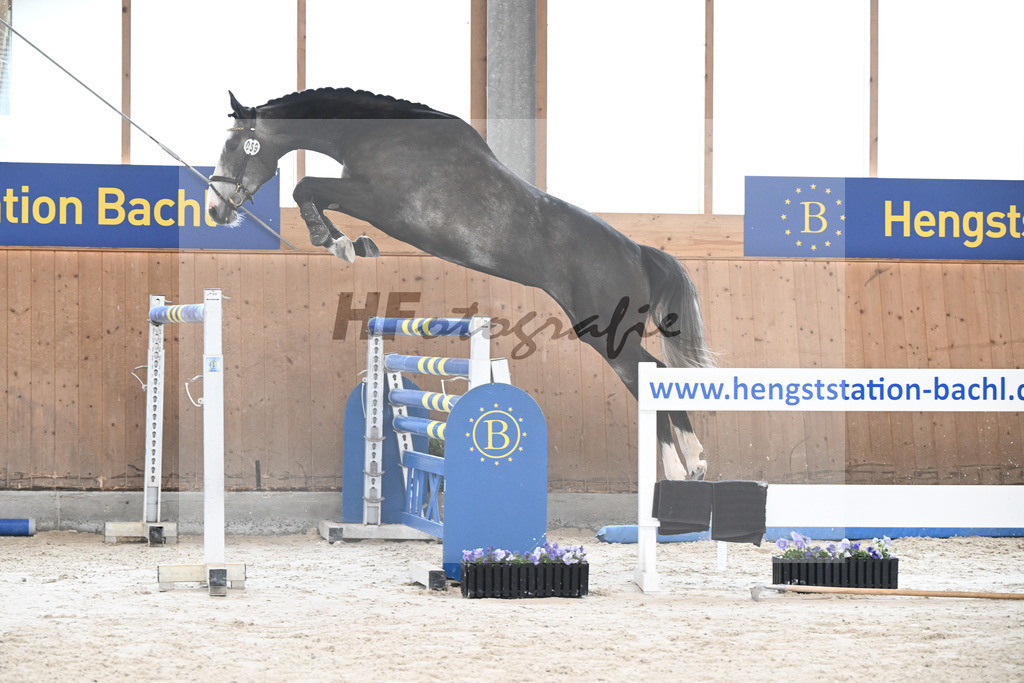 Kat-Nr. 59 Cataleya v. Cullinan du Borget B_Dechant_7240315 | hf-fotografie - Realisiert mit Pictrs.com