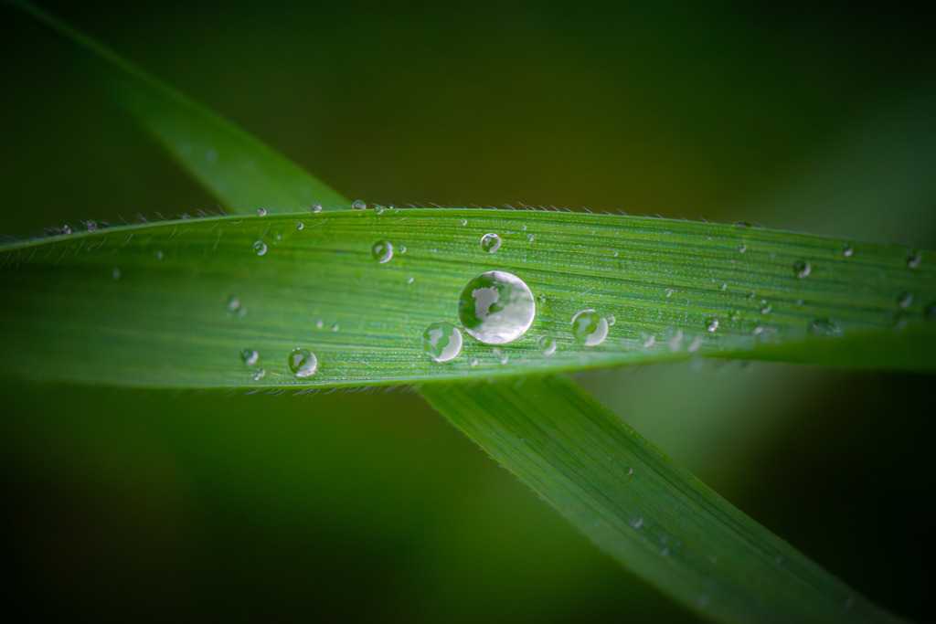 Grashalm mit Regentropfen | Das Bild zeigt einen einzelnen Grashalm, der zart und grün. An seiner Oberfläche haften glänzende Wassertropfen, die wie kleine Juwelen erscheinen. Die Tropfen verleihen dem Bild eine erfrischende und beruhigende Atmosphäre und unterstreichen die Schönheit der Natur, selbst in den kleinsten Details. 
