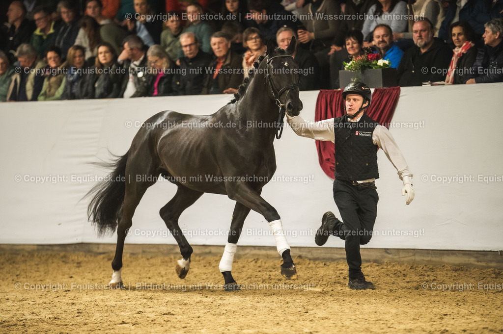 20240302_Hengstvorstellung_Marbach_TOMsPiC_1279 | equistock