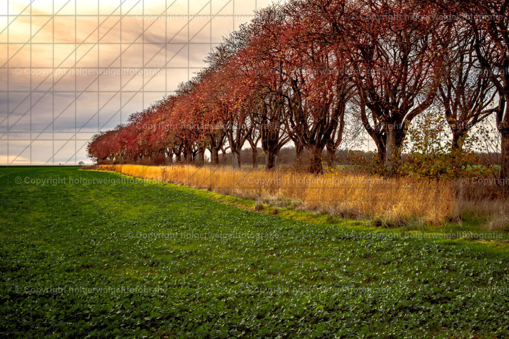 Mehlbeerbaumallee | Kaufen sie online außergewöhnliche Fotografien auf Leinwand Acrylglas Fotoprint Aludibond von holgerweigeltfotografie - Realisiert mit Pictrs.com
