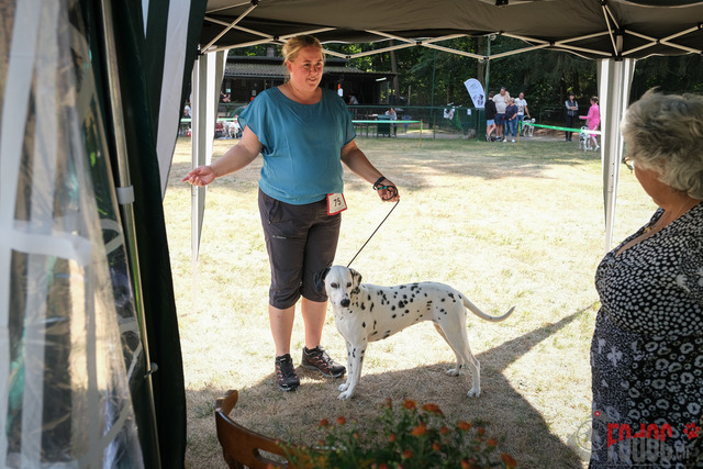 Dalmatiner Hilden | Dalmatiner, Regionalgruppenausstellung Regio West Hilden. Richterin Sivia Weber-Martegani.  in Hilden  03.09.2022 Foto: Leo Wyden
