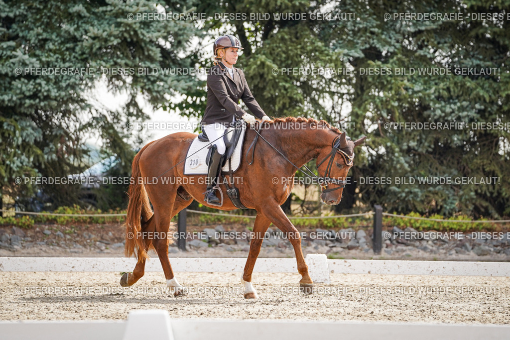 DSC07311 | Pferdegrafie