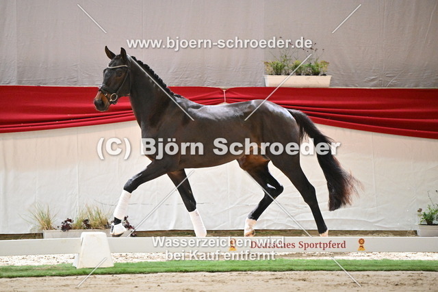 095_Rockdale - Fürst William_960_0157 | Björn Schroeder Pferdefotografie