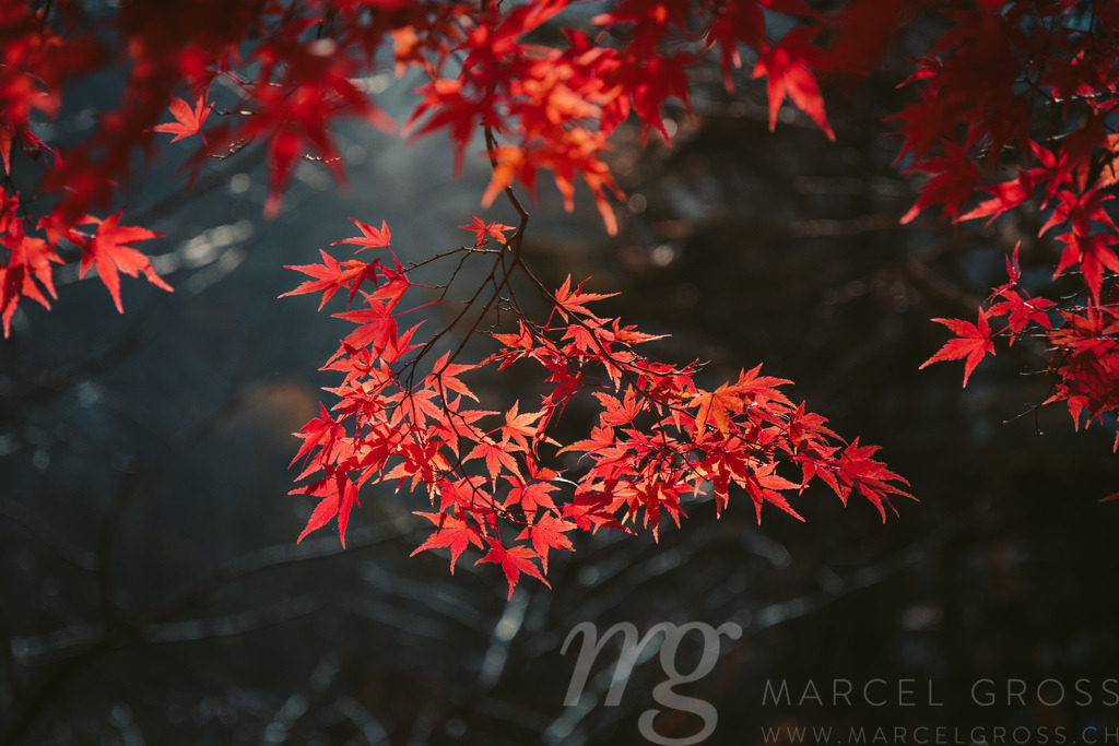 Koyo | a branch full of red colored autumn leaves in Japan. Colorful leaves (koyo) are to the Japanese autumn what cherry blossoms are to spring. The viewing of autumn leaves has been a popular activity in Japan for centuries. - Realisiert mit Pictrs.com