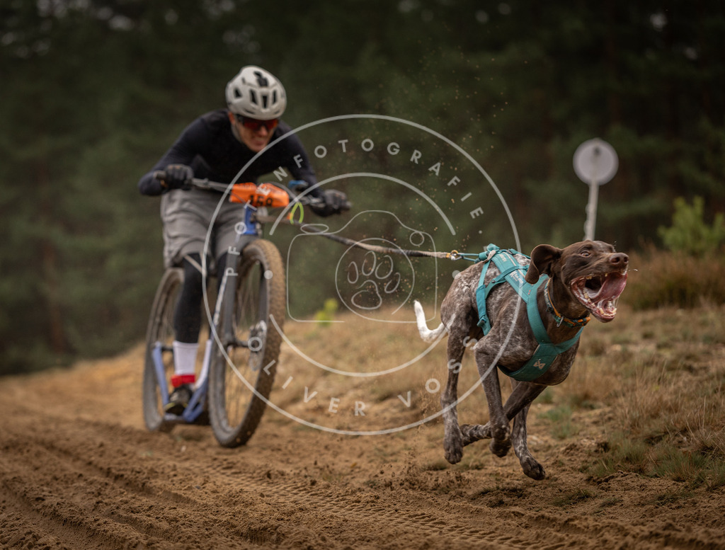 Pfotenfotografie_DV3A4252 | Hundefotografie, Tierfotograf, Pfotenfotografie, Fotoshooting Hund, Hunde Portrait, Hundesport, Hundeportraits, Heideshooting, Hunde, Sportfotograf, Hundefotograf, Turnierhundsport, THS,  - Realisiert mit Pictrs.com