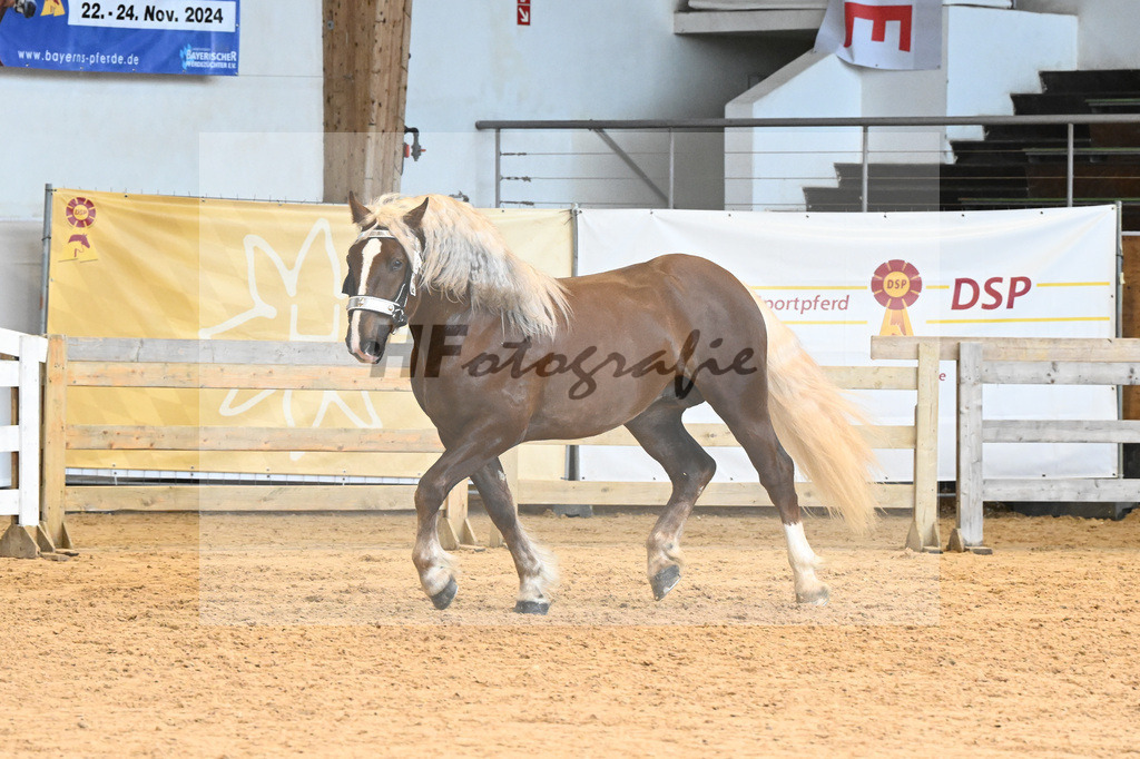 Kat-Nr. 8 v. Valegro_Glonecker_6240149 | hf-fotografie - Realisiert mit Pictrs.com