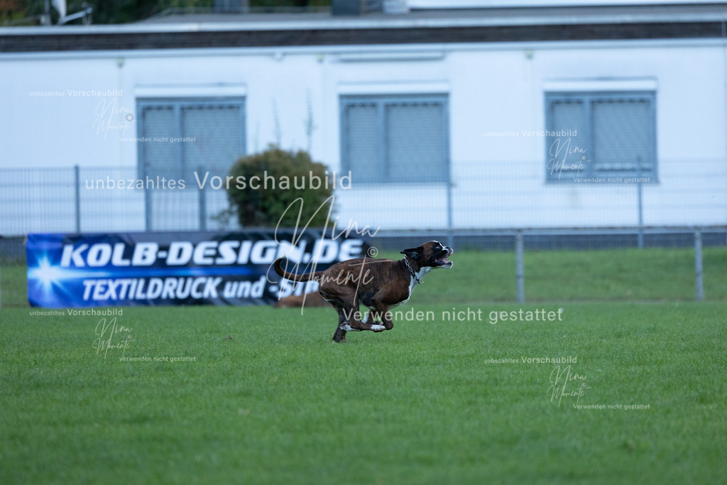 _16A4551 | Einzigartige Fotos von Hunden & Menschen –Actionfotos, Portraits, Vereinsaufnahmen & Paarshootings – authentisch, lebendig & mit Herz.
