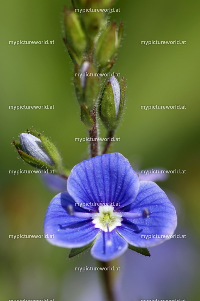Gamander-Ehrenpreis-012 | Das Bilderarchiv über Tiere, Planzen und Landschaften. In der Bilddatenbank finden Sie ein große Auswahl an hochwertigen Bilder für Ihre Werbung - Realisiert mit Pictrs.com