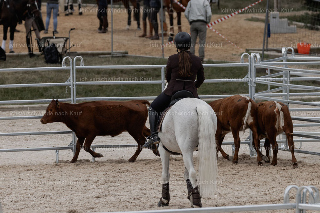 WE__Stoib_Rinder_PI2025_3182 | Pferd International München 2025