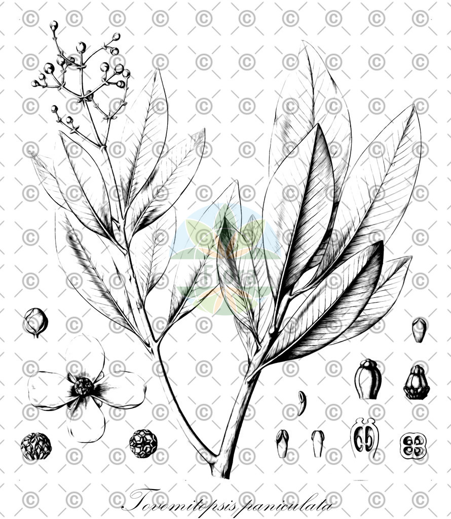 HistAbb_EMP_7100834_SRC_Schlechtendal_FLORAD_SIMPLE | Historische Abbildung von Tovomitopsis paniculata - Clusiaceae | Historical Illustration of Tovomitopsis paniculata - Clusiaceae