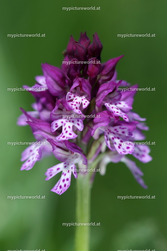 Brand-Knabenkraut-010 | Hybrid Brand-Knabenkraut x Dreizähniges Knabenkraut - Realisiert mit Pictrs.com