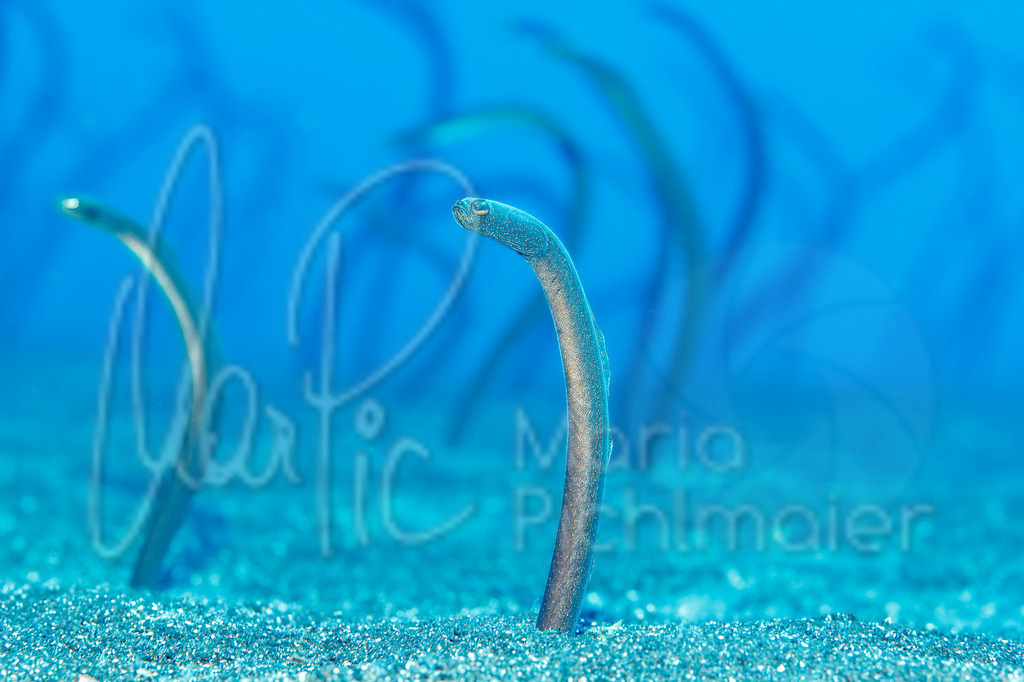 Heteroconger longissimus | Brauner Röhrenaal, garden eel - Realisiert mit Pictrs.com