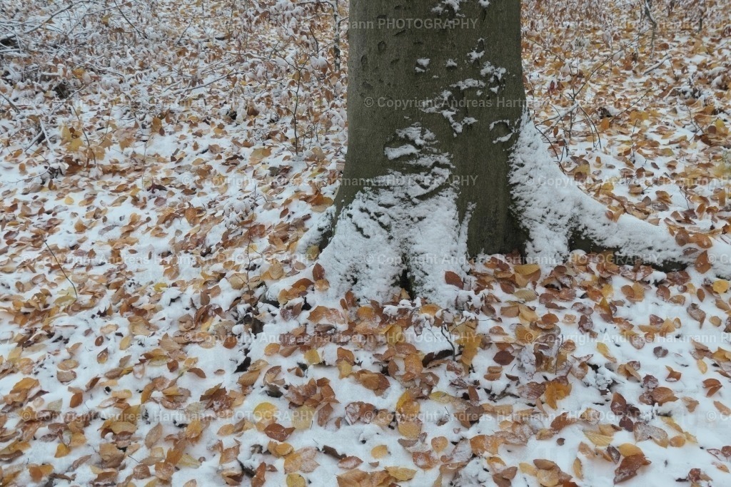 Schnee auf Buchenlaub | Schnee auf Buchenlaub - Realisiert mit Pictrs.com