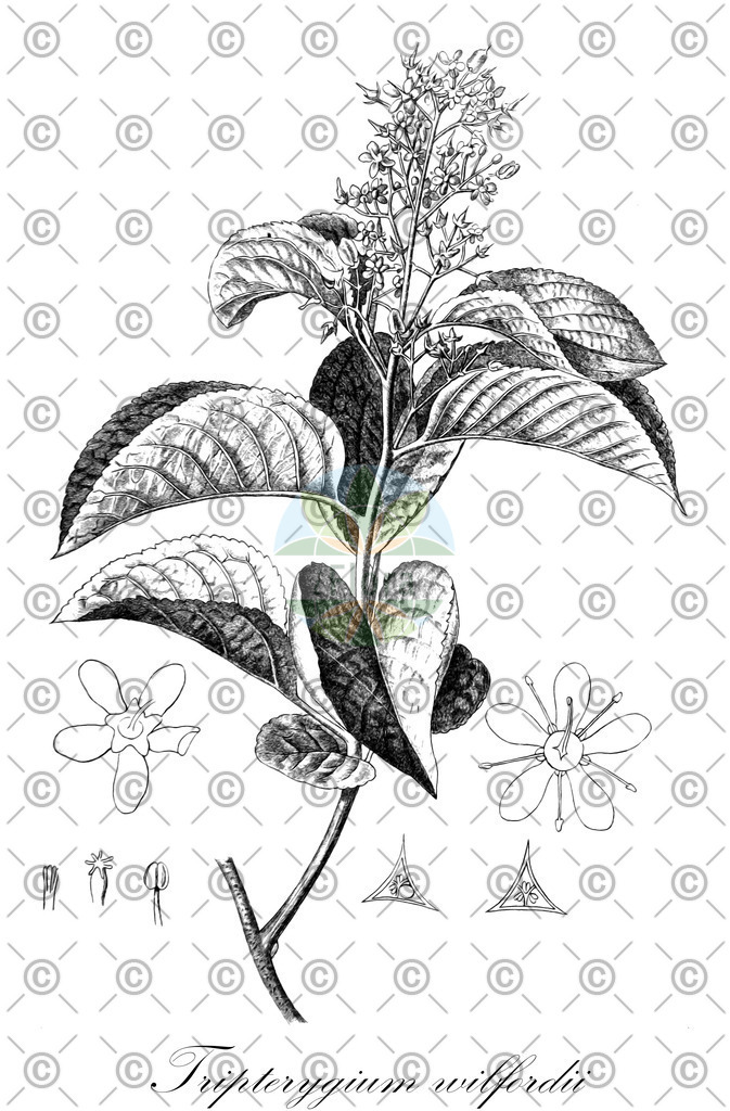 HistAbb_wfo-0001033123_1_ENZY_Simple | Historische Abbildung von Tripterygium wilfordii - Celastraceae | Historical Illustration of Tripterygium wilfordii - Celastraceae