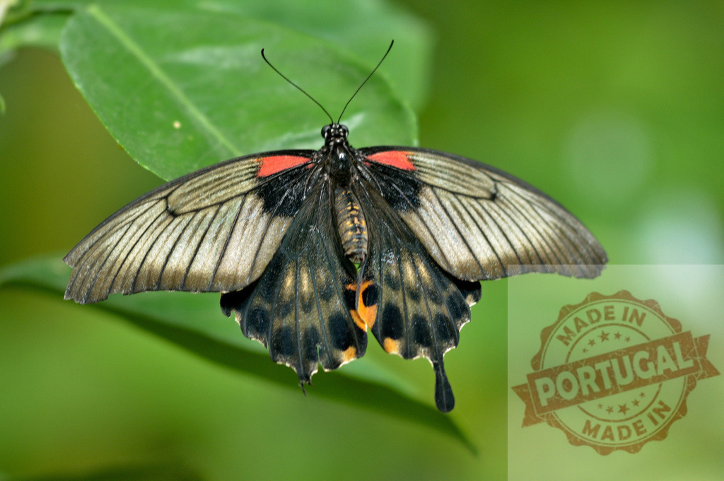 Common Rose butterfly resting on green leaf with open wings | Close-up of a Common Rose butterfly with open wings, perched on a green leaf in a natural setting - Realisiert mit Pictrs.com