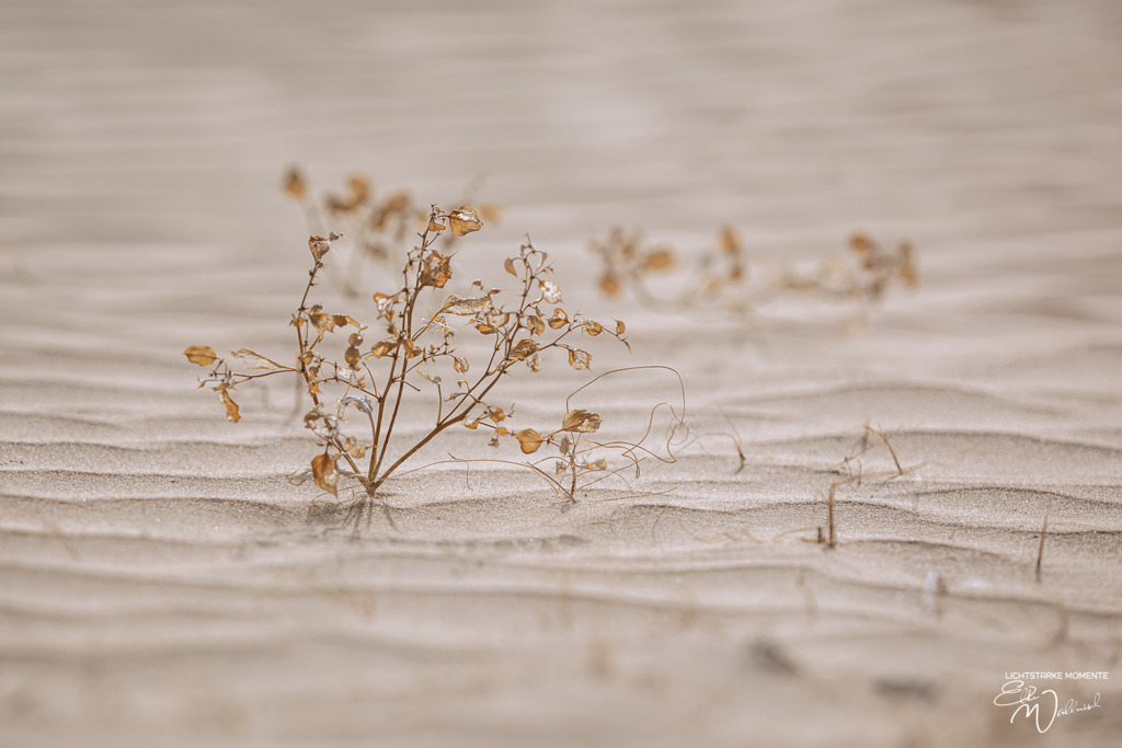 Ayaz Kala, Kizilkum, Usbekistan | Herzlich willkommen auf meiner Seite! Ich bin Elke Wallnisch, Deine Fotografin für lichtstarke Momente. Der Name steht für alles, was mich mit der Fotografie verbindet: Das Licht und seine machtvolle Wirkung auf eine Situation oder unsere Stimmung - Realisiert mit Pictrs.com