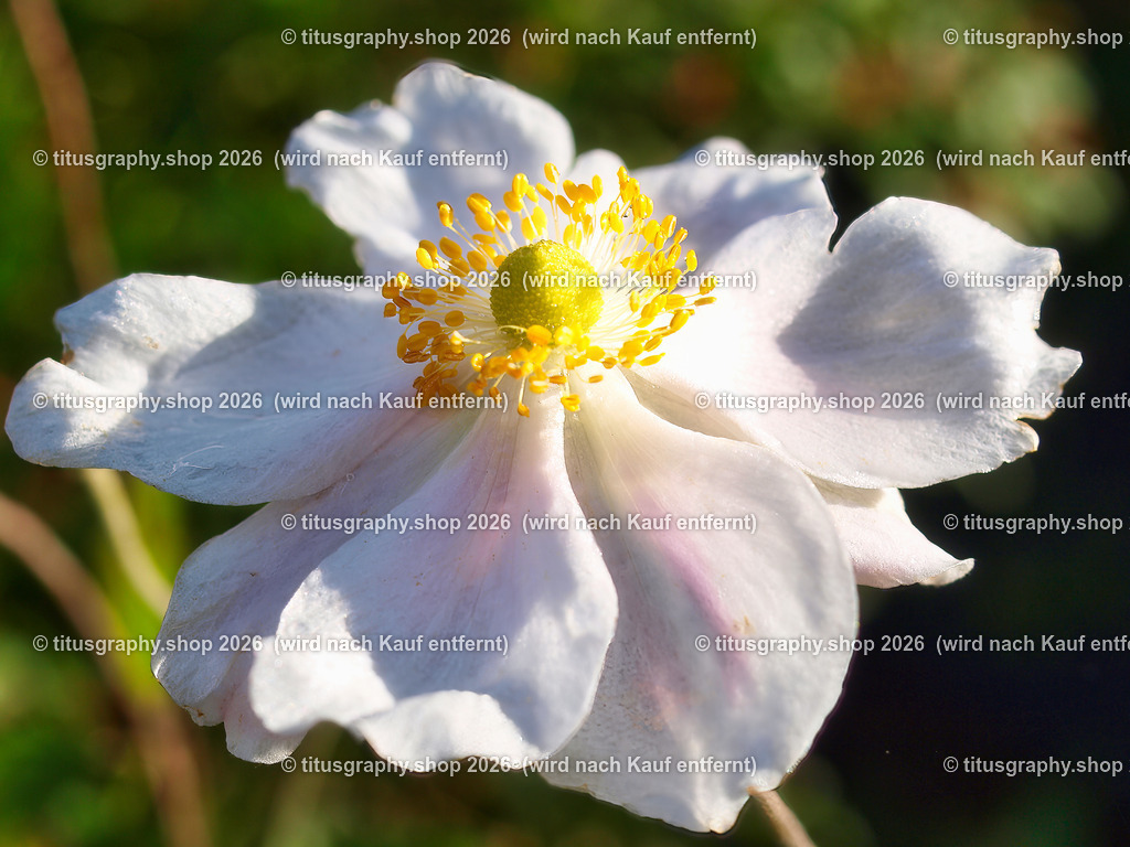 titusgraphy-PA221773-ln | titusgraphy-shop: Geschenkideen mit Qualitätsfotos. titusgraphy-shop: gift ideas with quality photos. titusgraphy-shop: idées cadeaux avec photos de qualité.  - Realisiert mit Pictrs.com