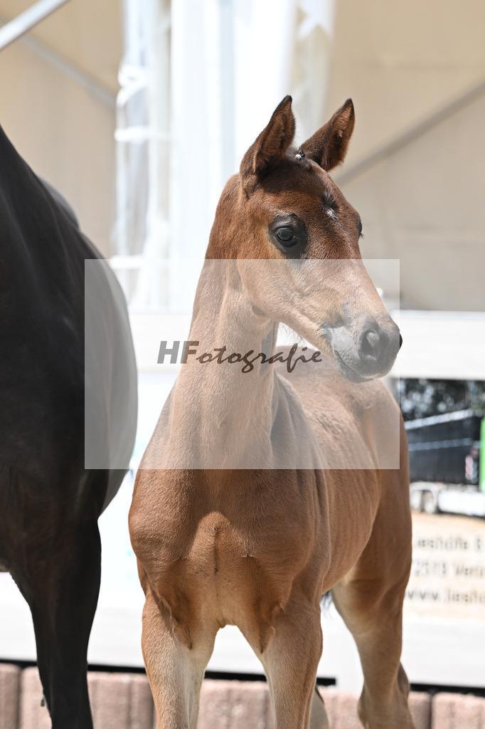 Vitalos x Lord Leopold_SF_Strohmeier_12250889 | hf-fotografie - Realisiert mit Pictrs.com