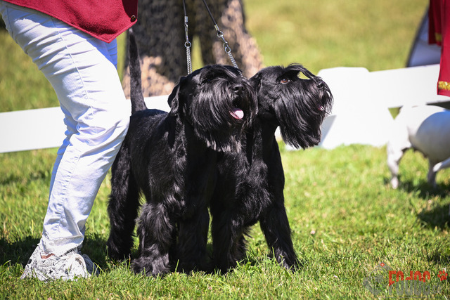 CACIB Aarau | CACIB Aarau, Swiss Dog Show  29062025 Foto: Leo Wyden