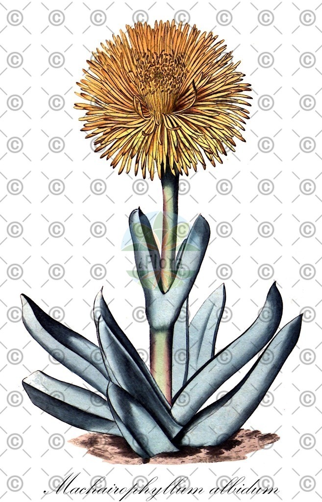 HistAbb_wfo-0001240553_1_ENZY_Simple | Historische Abbildung von Machairophyllum albidum - Aizoaceae | Historical Illustration of Machairophyllum albidum - Aizoaceae