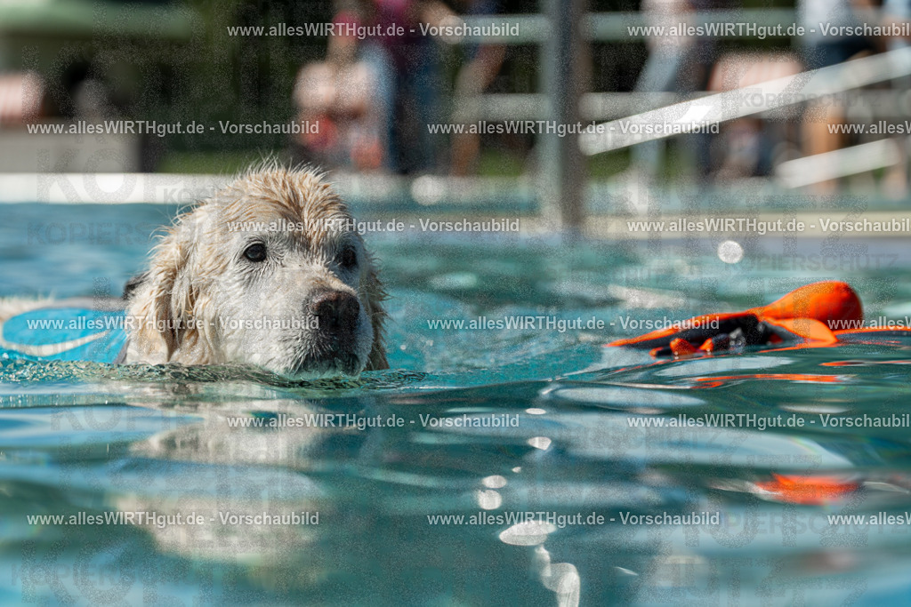 Hundeschwimmen_Volksbad_2026-allesWIRTHgut_Tierfotografie-2609061305-121549-7R500490 | Professionelle Tierfotografie in Mönchengladbach von Daniel Wirth (allesWIRTHgut). Liebevolle & natürliche Bilder von Hunden & Katzen für unvergessliche Erinnerungen.