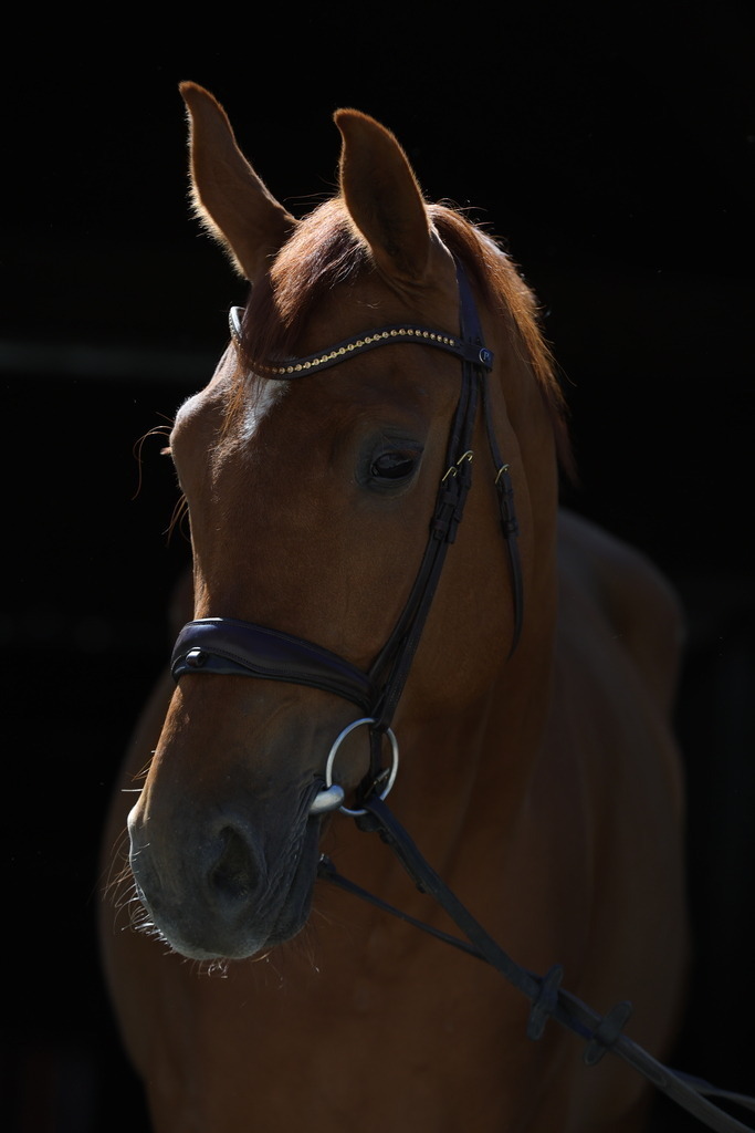 0P6A8948 | Willkommen bei Brunnmayr - Design & Fotografie – Ihrem Spezialisten für Reitturniere und Pferdeveranstaltungen in Oberösterreich, Salzburg und Bayern! Seit über 17 Jahren sind wir leidenschaftlich dabei.