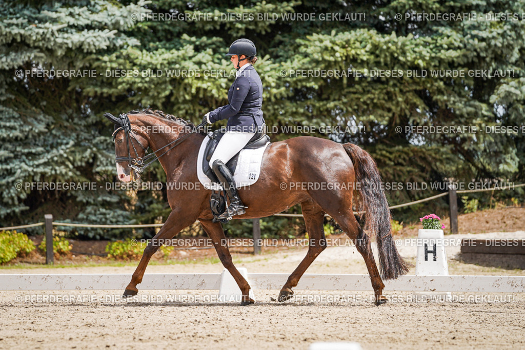 DSC03926 | Pferdegrafie