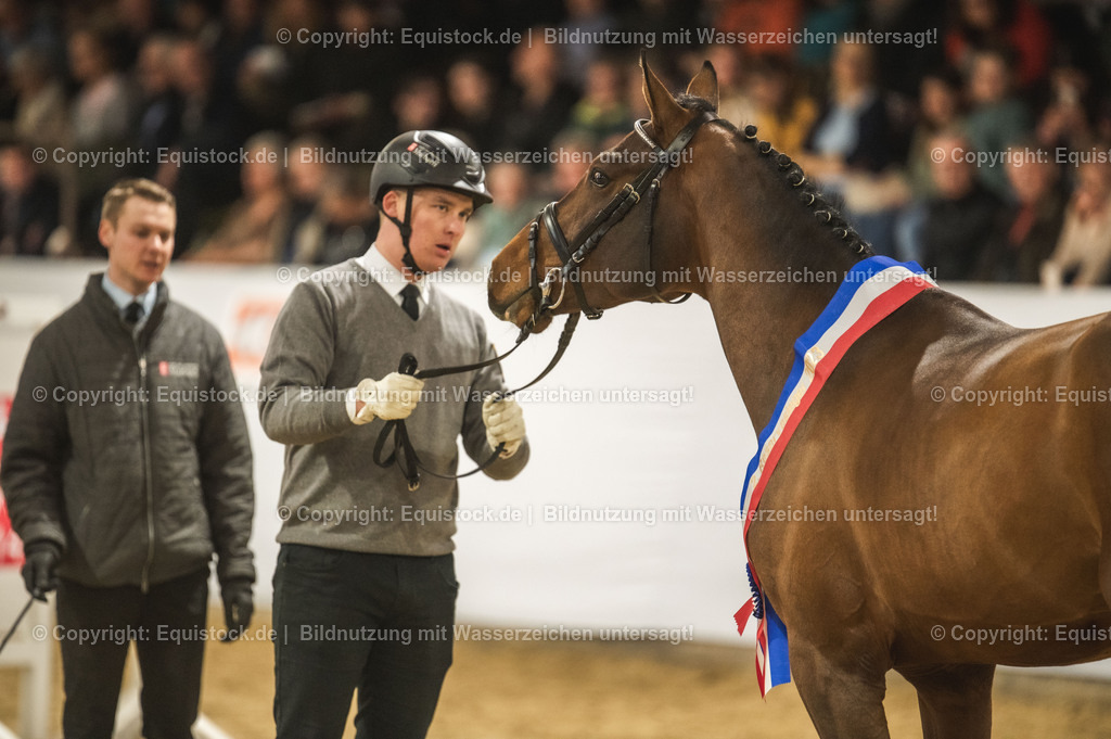 20240302_Hengstvorstellung_Marbach_TOMsPiC_0462 | equistock