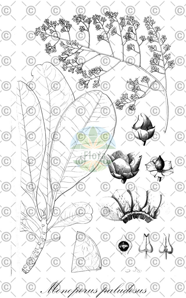 HistAbb_wfo-0000816505_1_ENZY_Simple | Historische Abbildung von Monoporus paludosus - Primulaceae | Historical Illustration of Monoporus paludosus - Primulaceae