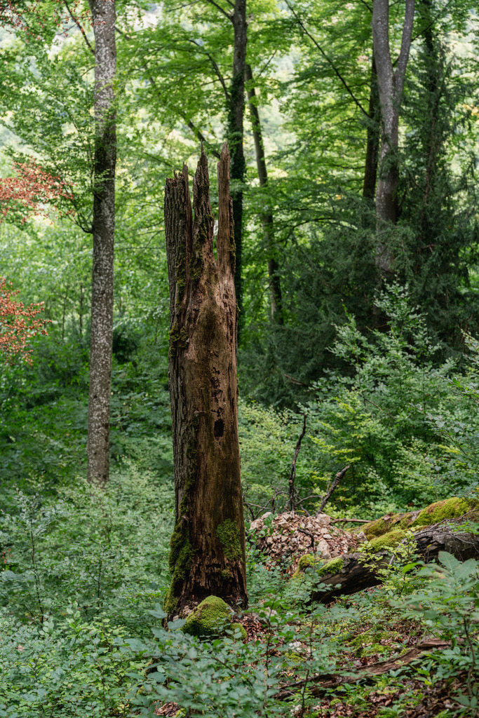 ZD250916101837 | Fotoshop von zweidimensional Fotografie. Ihr Fotograf im Aargau. Abzüge von Ihrem Fotobox Event bestellen.Abzüge von Ihrem Hochzeit bestellen.Abzüge von Ihrem Schulfotograf bestellen.
