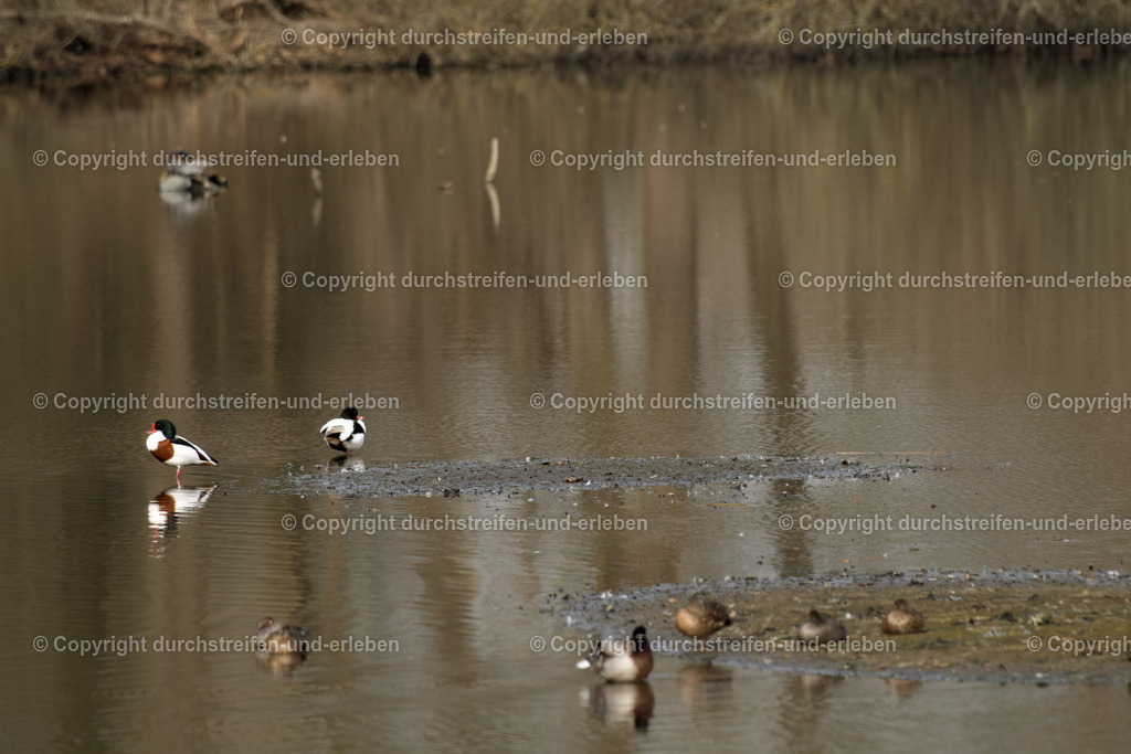 Brandgänse und Stockenten auf Inselchen | Die Brandgans (Tadorna tadorna), oft auch als Brandente bezeichnet, ist ein faszinierender Wasservogel, der biologisch zwischen Enten und Gänsen steht und daher zu den sogenannten Halbgänsen zählt. Größe: Mittelgroß, gänseartige GestaltGefieder: Kontrastreich schwarz-weiß-grün mit einem charakteristischen fuchsroten Brustring. Männchen tragen im Sommer einen auffälligen roten SchnabelhöckerLebenserwartung: Durchschnittlich 4,5 Jahre, in Die Brandgans ist ein typischer Bewohner der Küstenregionen (Nord- und Ostsee), breitet sich aber zunehmend im Binnenland aus.  Bevorzugt Wattflächen, Sand- und Schlickflächen mit Gezeiteneinfluss. Besiedelt Gebiete entlang großer Flüsse mit Brackwasserzonen oder Rieselfelder (z.B. Münster). - Realisiert mit Pictrs.com