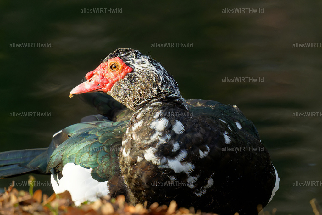 Daniel Wirth - www.allesWIRTHwild.de -7IV01402-ARW_DxO | Entdecke die faszinierende Welt der Natur- und Wildlife-Fotografie von Daniel und Bärbel. Inspirierende Bilder von wilden Tieren und kleinen Naturwundern.