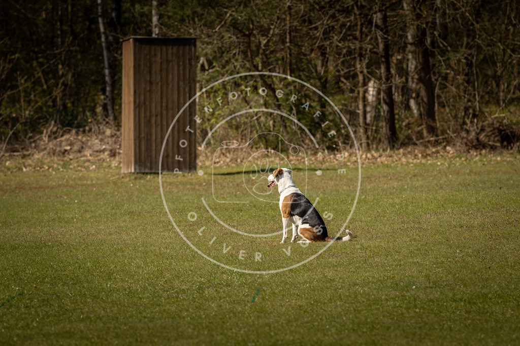 Pfotenfotografie_DV3A0665 | Hundefotografie, Tierfotograf, Pfotenfotografie, Fotoshooting Hund, Hunde Portrait, Hundesport, Hundeportraits, Heideshooting, Hunde, Sportfotograf, Hundefotograf, Turnierhundsport, THS,  - Realisiert mit Pictrs.com