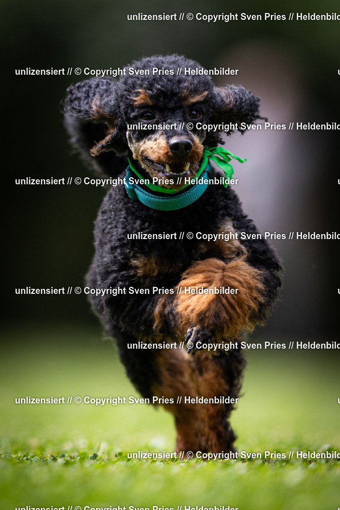 Sven Pries | 19. Allgemeines Hunderennen Karlsruhe Durlach - Realisiert mit Pictrs.com