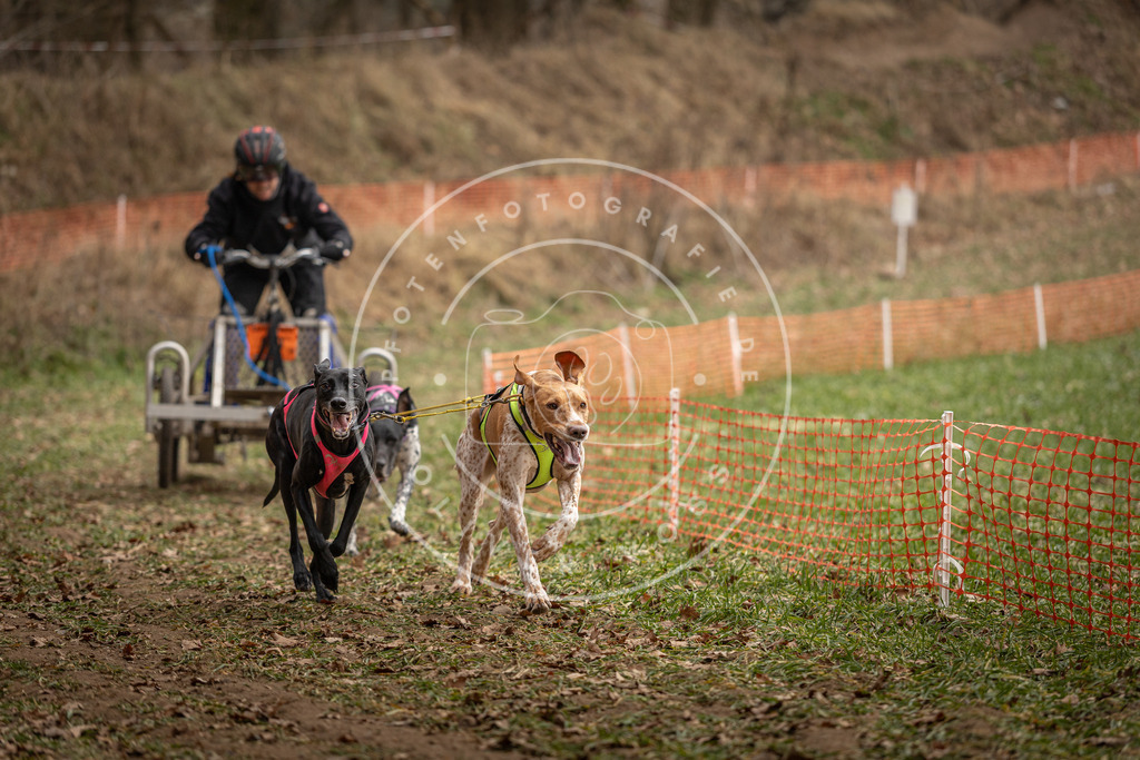 Pfotenfotografie_DV3A8265 | Hundefotografie, Tierfotograf, Pfotenfotografie, Fotoshooting Hund, Hunde Portrait, Hundesport, Hundeportraits, Heideshooting, Hunde, Sportfotograf, Hundefotograf, Turnierhundsport, THS,  - Realisiert mit Pictrs.com