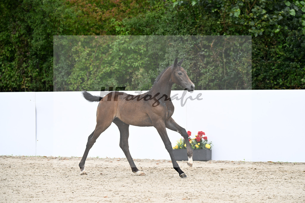 Continental Blue x Armstrong v d Kapel_SF_Fuchs_23250363 | hf-fotografie - Realizzato con Pictrs.com