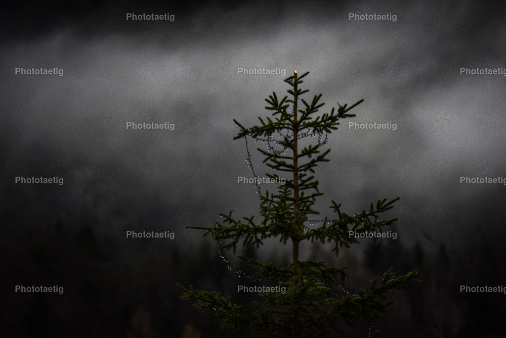 IMG_5290 | phototaetig