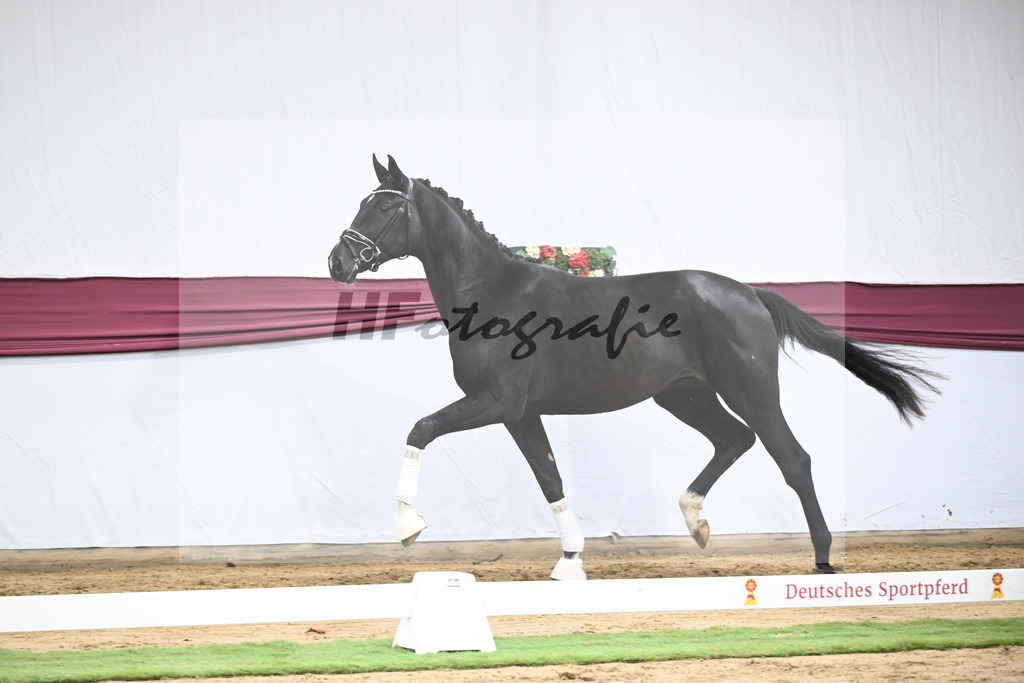Kat-Nr. 61 Florent Blue Hors x St. Moritz Junior_ZG Kube u Holder_47252292 | hf-fotografie - Realisiert mit Pictrs.com
