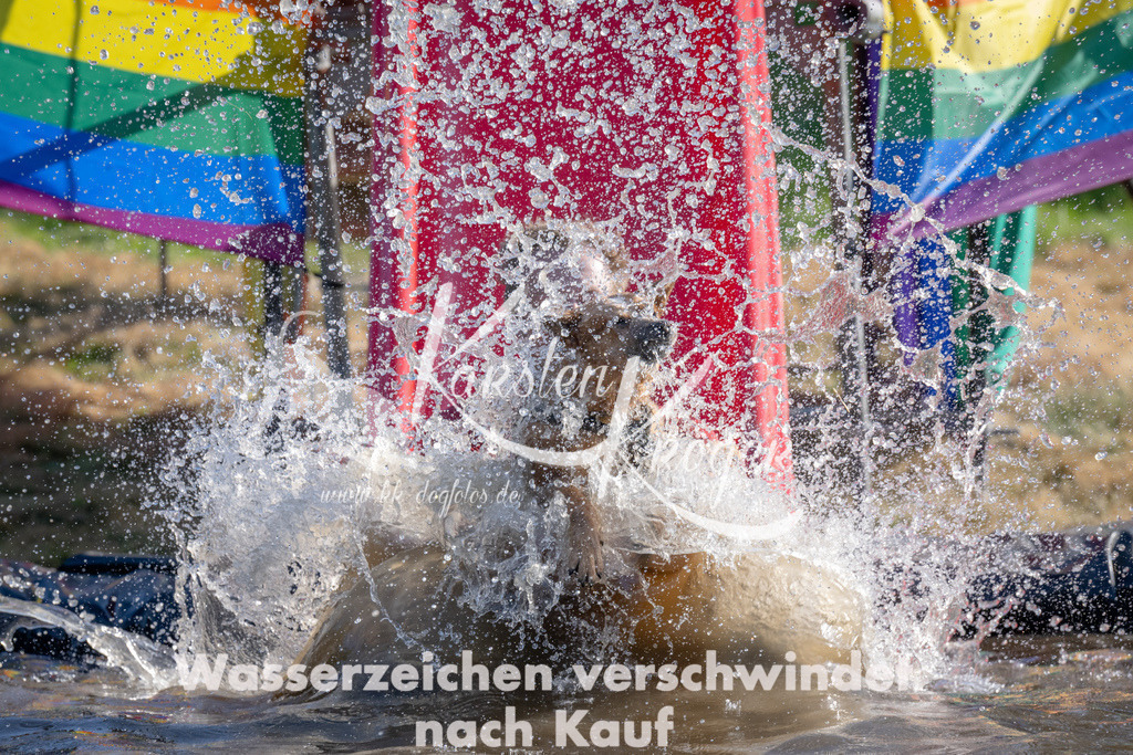 1715_ZZ94263 | kk-dogfotos