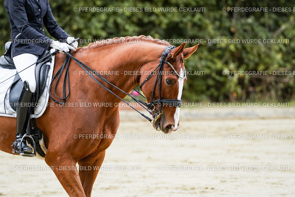 DSC08112 | Pferdegrafie