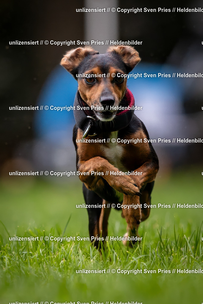 Sven Pries | 2024-10-19 - Hunderennen Ober-Grombach - Realisiert mit Pictrs.com