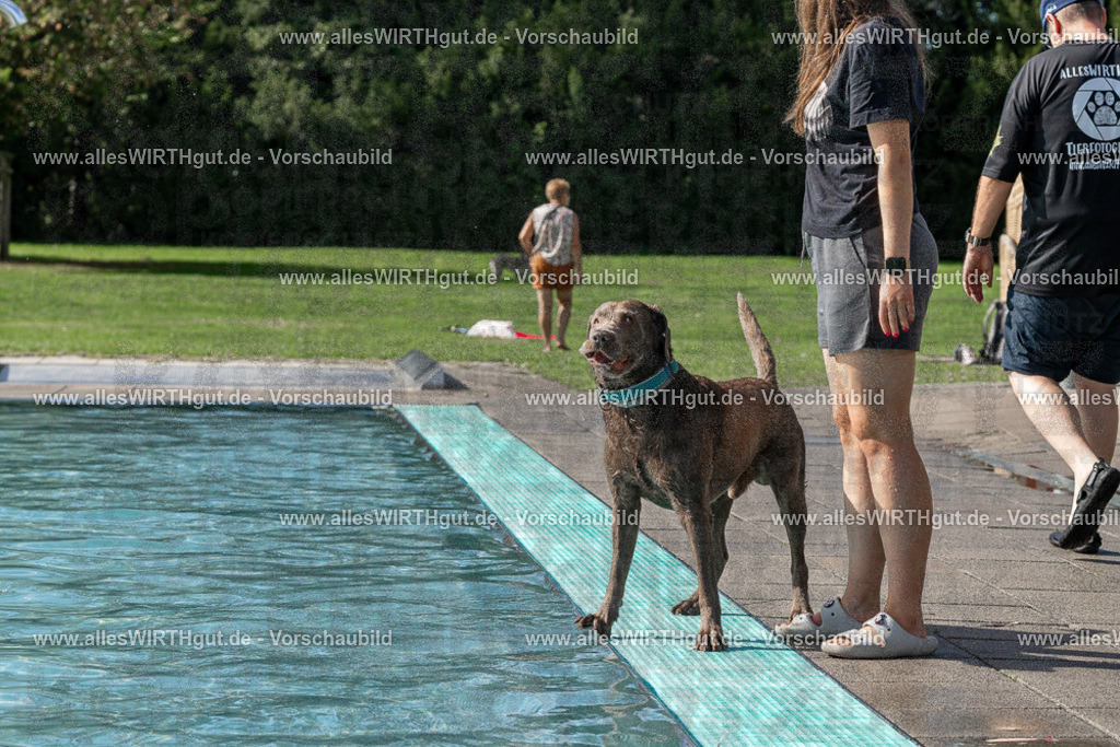 Hundeschwimmen_Volksbad_2026-allesWIRTHgut_Tierfotografie-2609061532-FAY07249 | Professionelle Tierfotografie in Mönchengladbach von Daniel Wirth (allesWIRTHgut). Liebevolle & natürliche Bilder von Hunden & Katzen für unvergessliche Erinnerungen.
