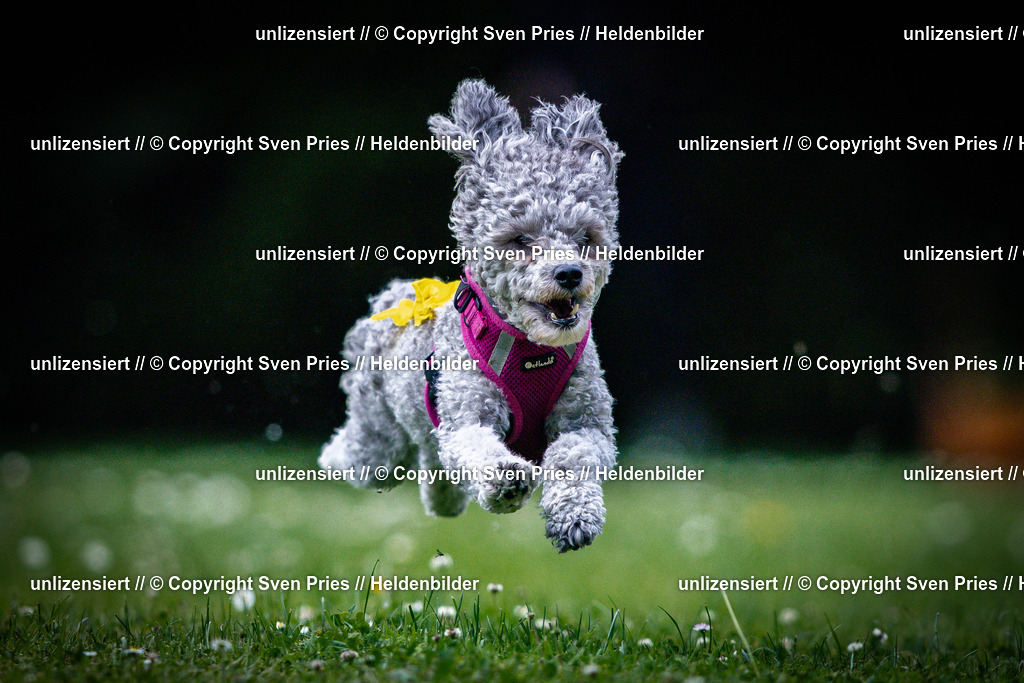 Sven Pries | 2025-05-29 - Pudelrennen KA-Durlach - Realisiert mit Pictrs.com