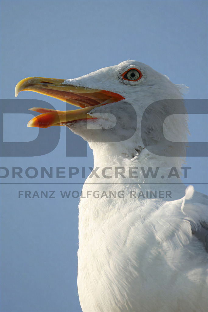 Yellow-legged Gull (Larus michahellis) | Yellow-legged Gull (Larus michahellis), a large gull species commonly found along Mediterranean coasts, rocky shorelines, harbours and coastal areas. - Realisiert mit Pictrs.com