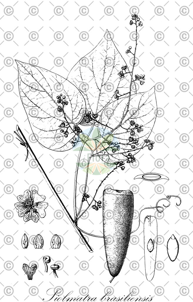 HistAbb_wfo-0000497053_1_ENZY_Simple | Historische Abbildung von Siolmatra brasiliensis - Cucurbitaceae | Historical Illustration of Siolmatra brasiliensis - Cucurbitaceae